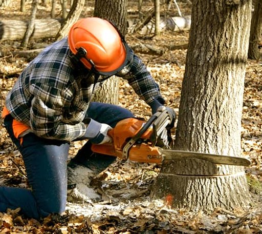 Tree Removal in Shenandoah, PA